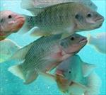 طرح-توجیهی-پرورش-ماهی-تیلاپیا