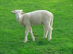 تحقیق-تحقیقاتی-بررسی-عوامل-باکتریایی-سقط-جنین-در-گوسفند-و-بز