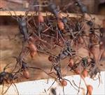 پاورپوینت استفاده ازالگوريتمهای الهام گرفته از کلونی مورچه ها در مسيريابی شبکه های کامپيوتری