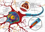 پاورپوینت آشنایی با شبکه های عصبی زیستی