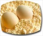 طرح-توجیهی-پودر-تخم-مرغ